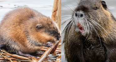 Je výhodné chovat nutrie? Srovnávací vlastnosti s ondatra ondatra